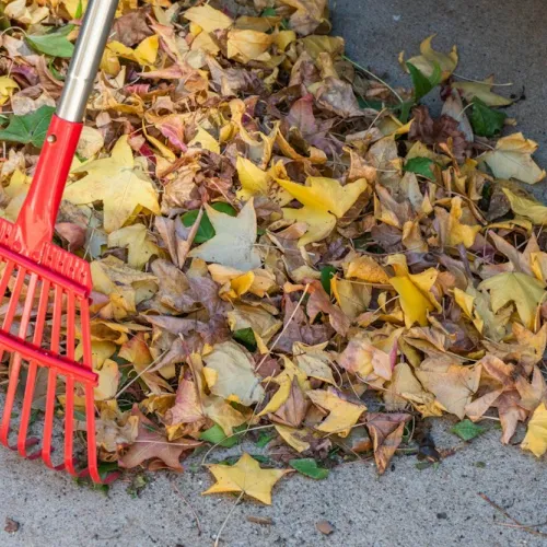 Yard Waste & Cleanup