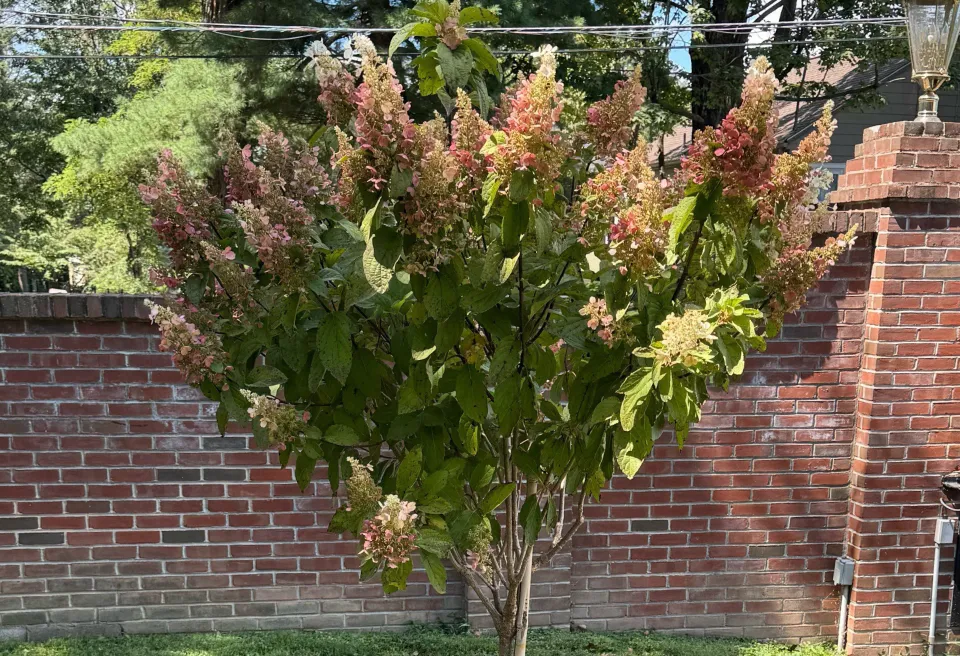 landscaping services maintenance harrisburg pa